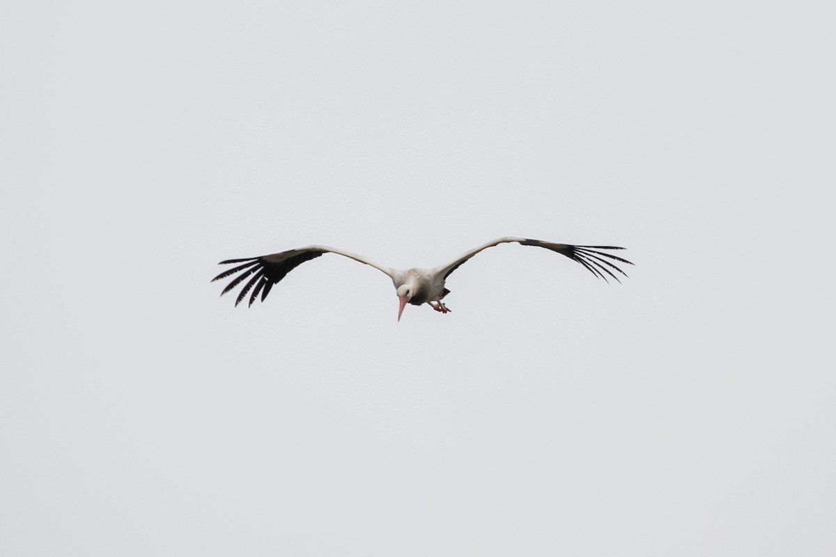 White Stork - ML616513874