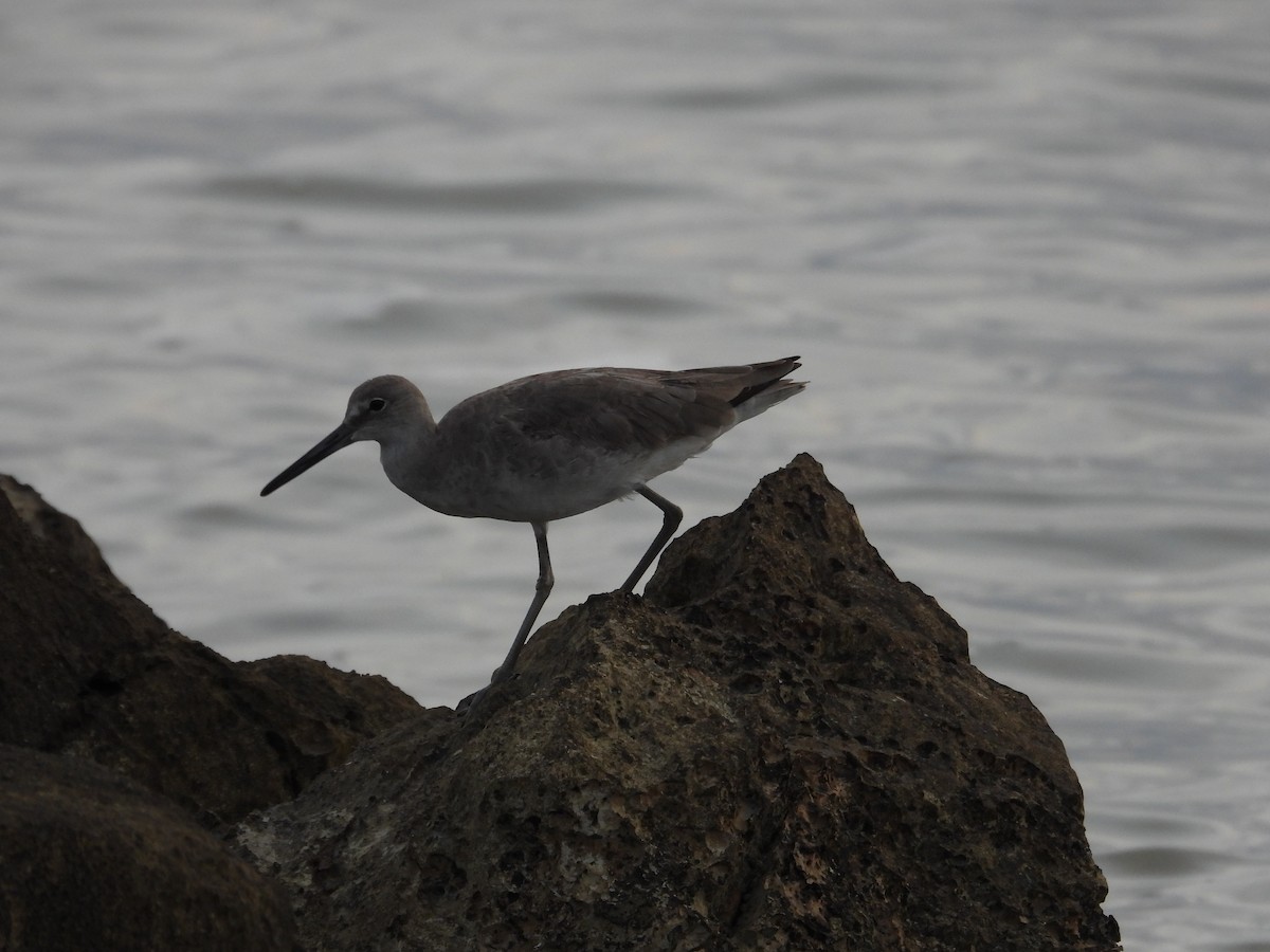 Willet - ML616513986