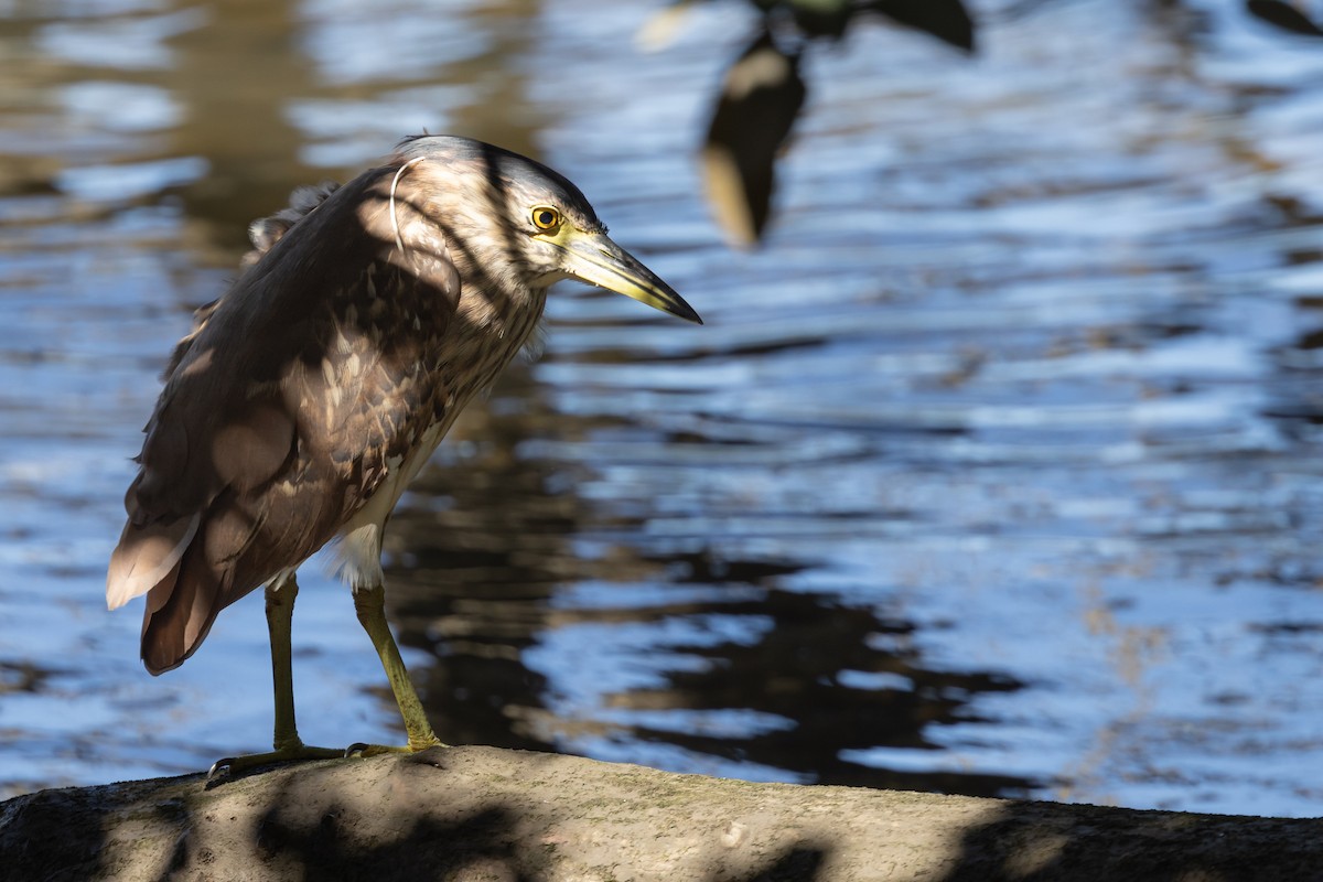 Nankeen Night Heron - ML616514033