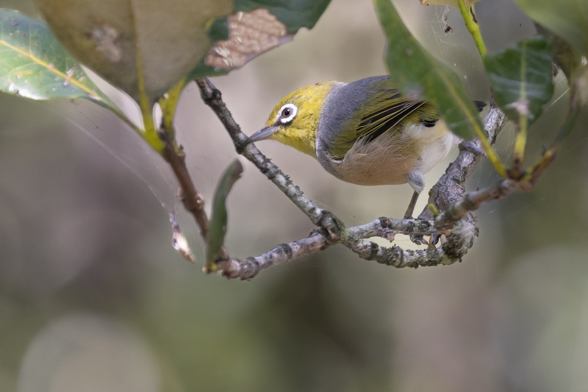 Silvereye - ML616514041