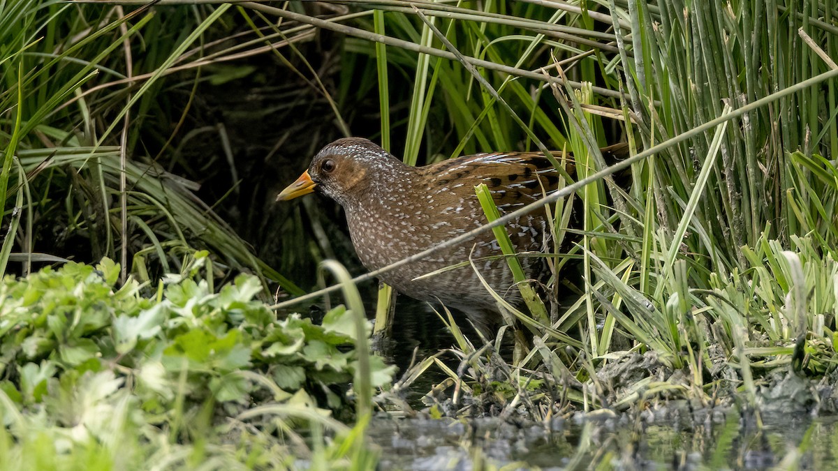 Spotted Crake - ML616514053