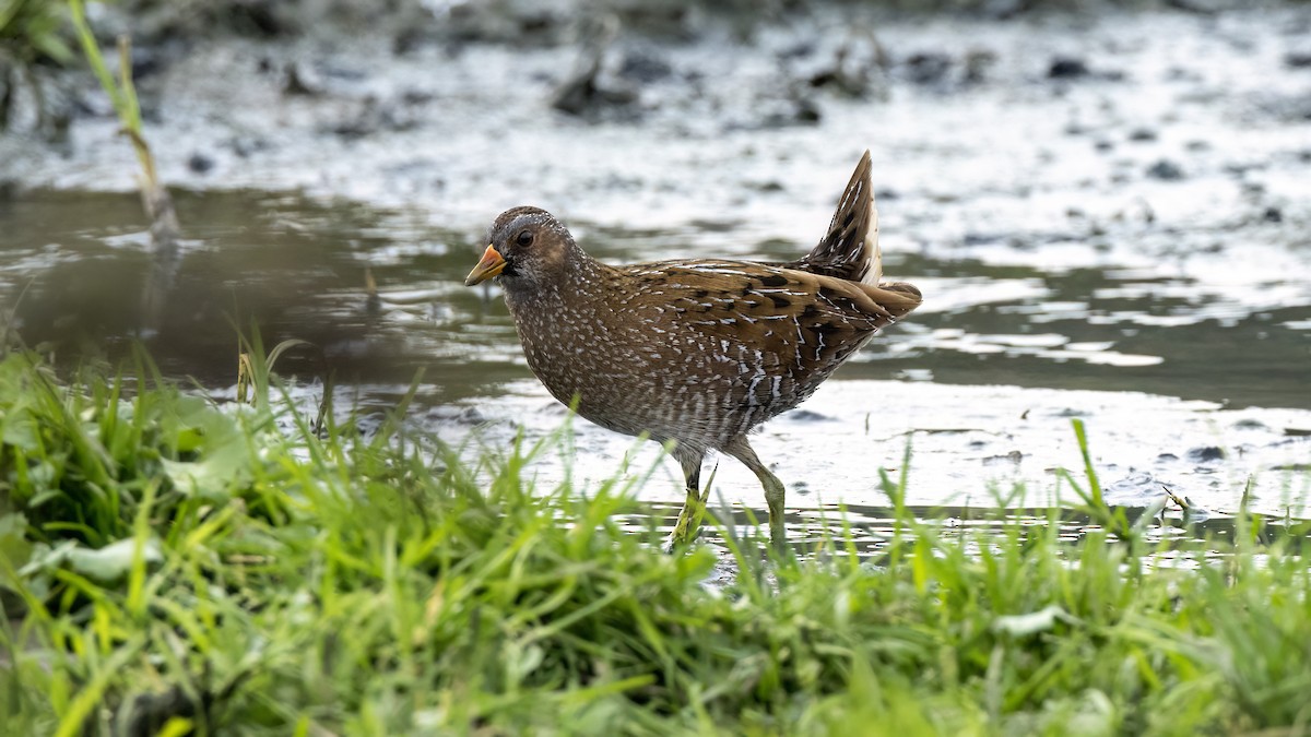 Spotted Crake - ML616514054