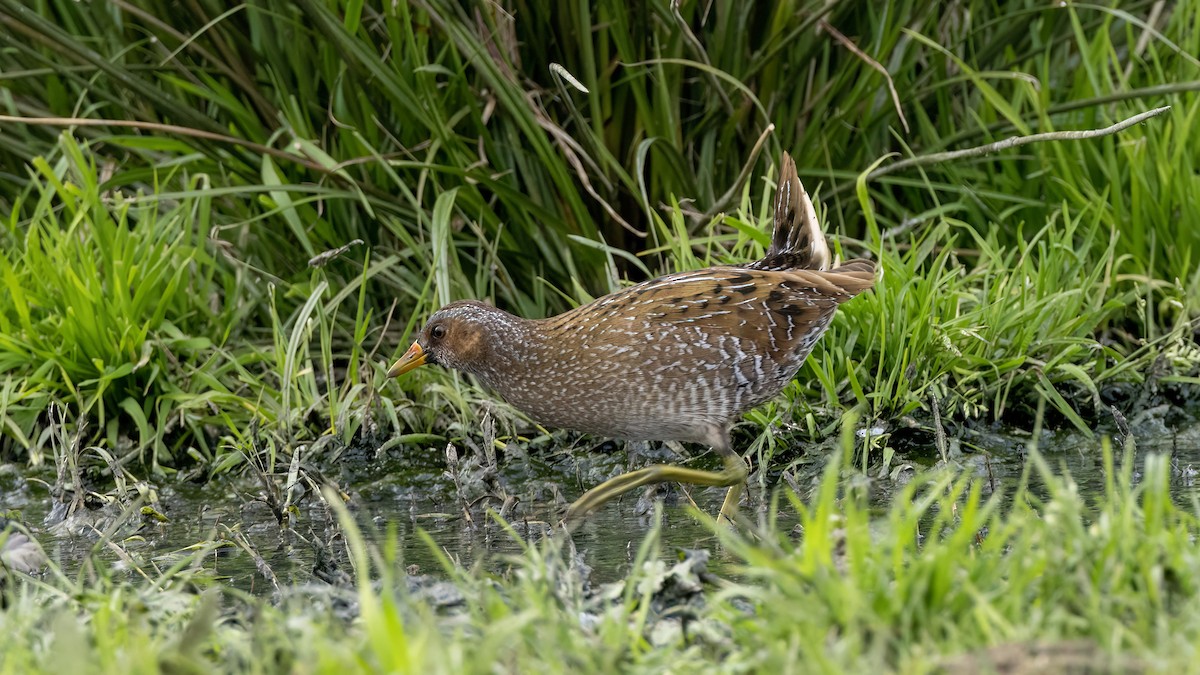 Spotted Crake - ML616514055