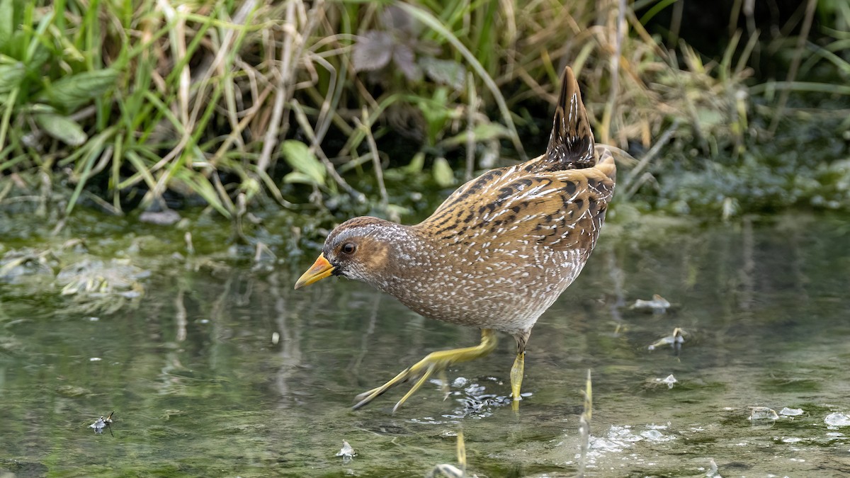 Spotted Crake - ML616514057