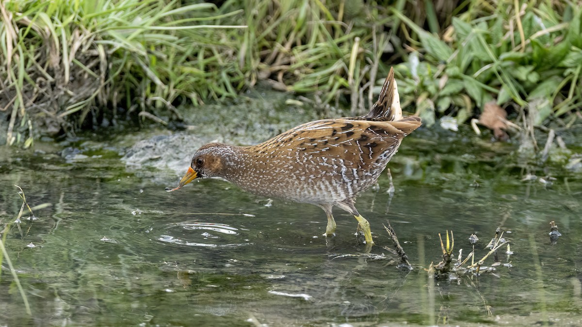 Spotted Crake - ML616514058