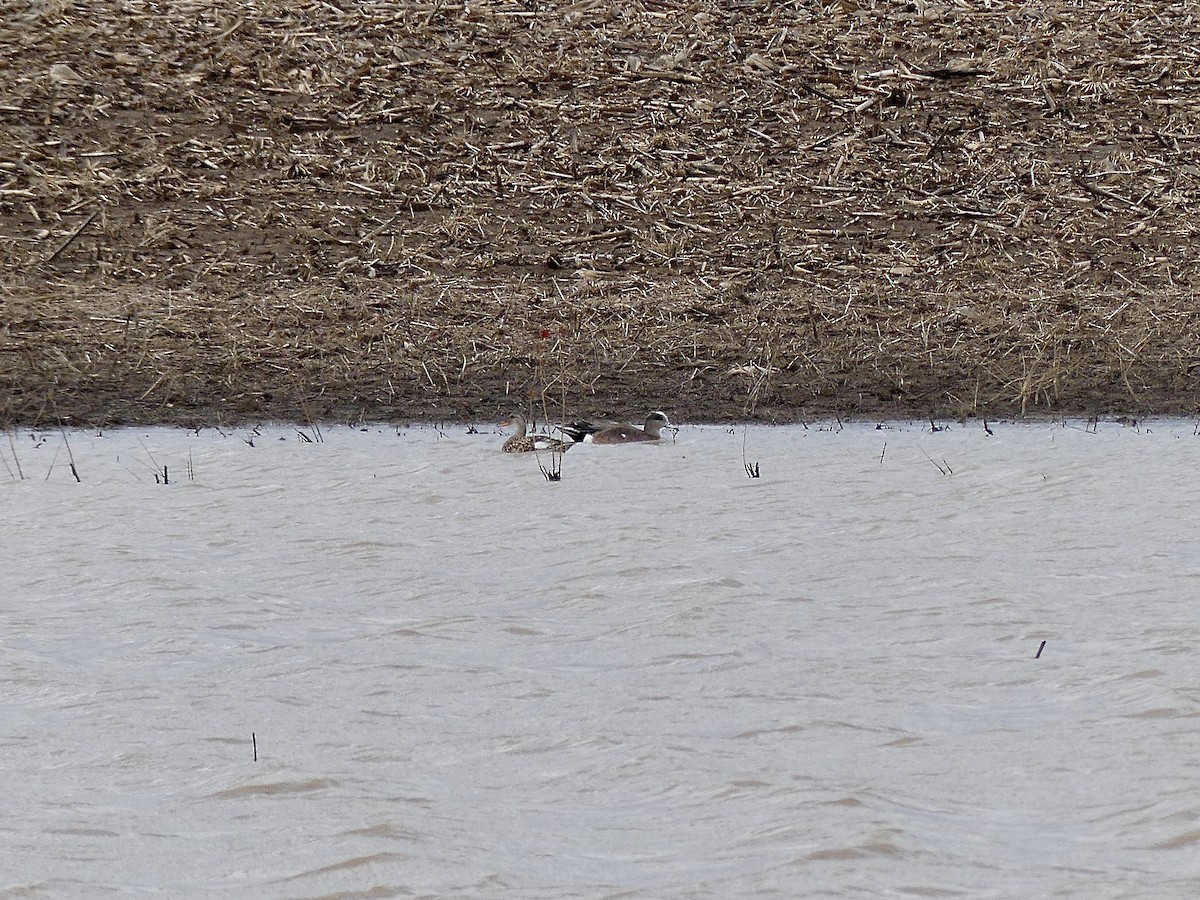 American Wigeon - ML616514088