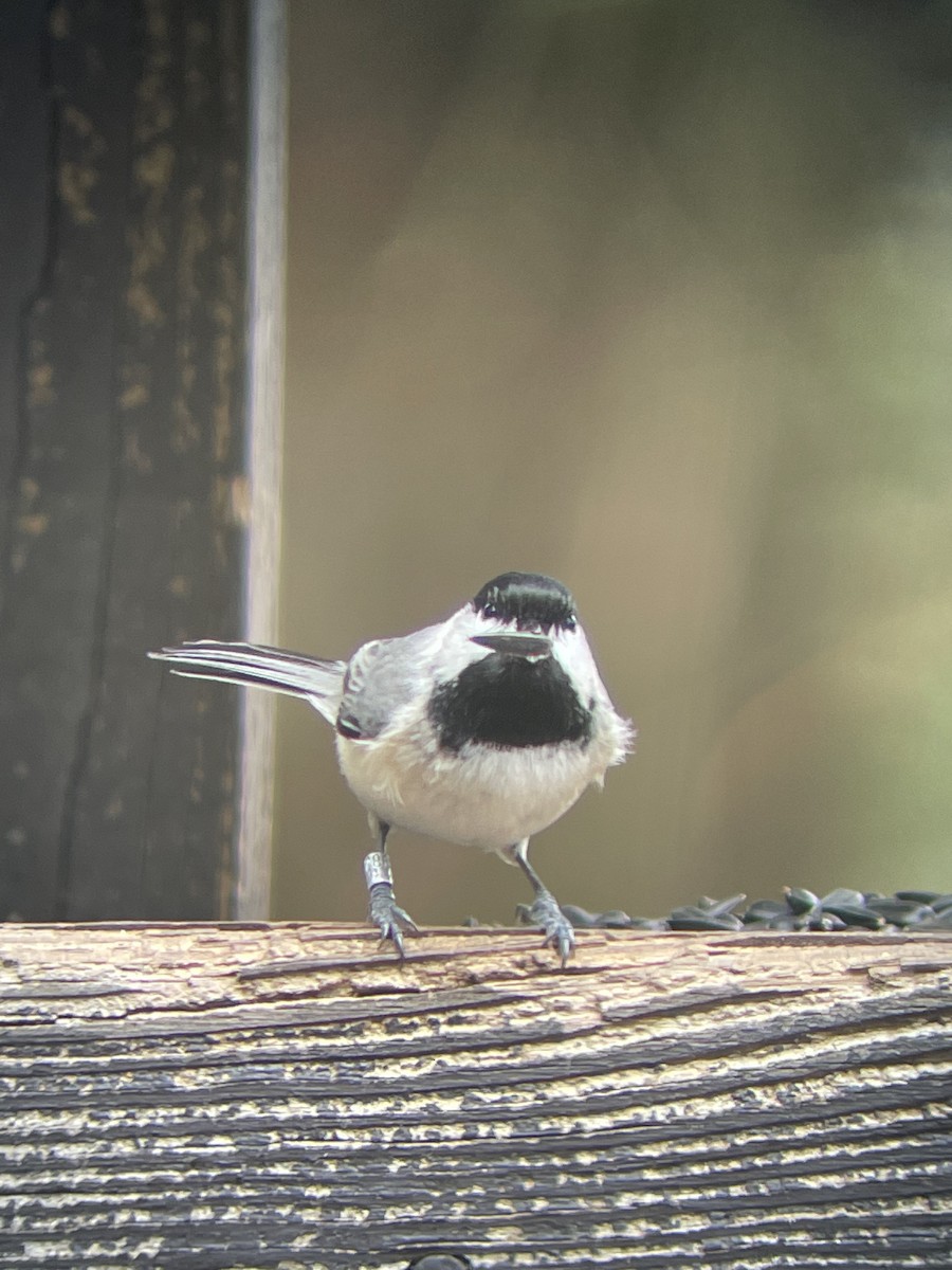 Carolina Chickadee - ML616514106