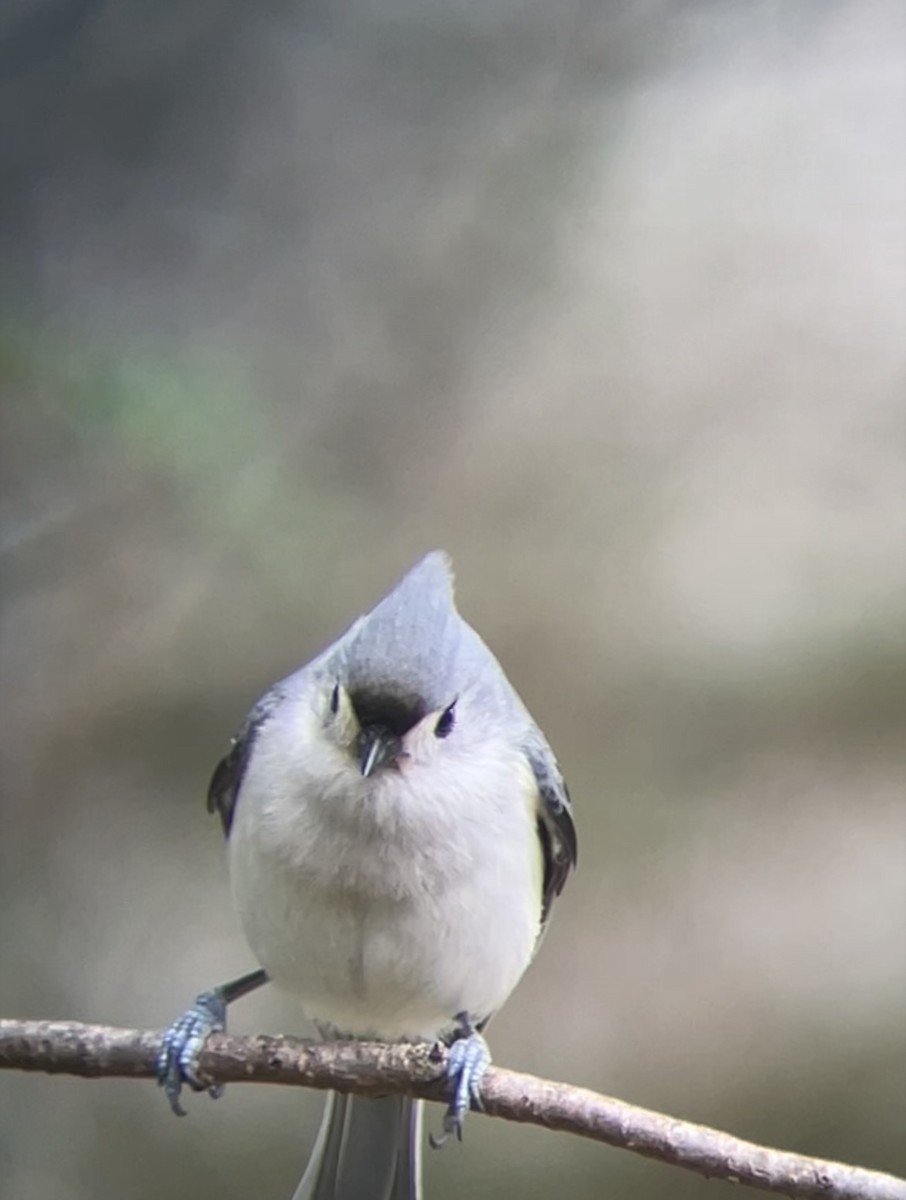 Tufted Titmouse - ML616514134