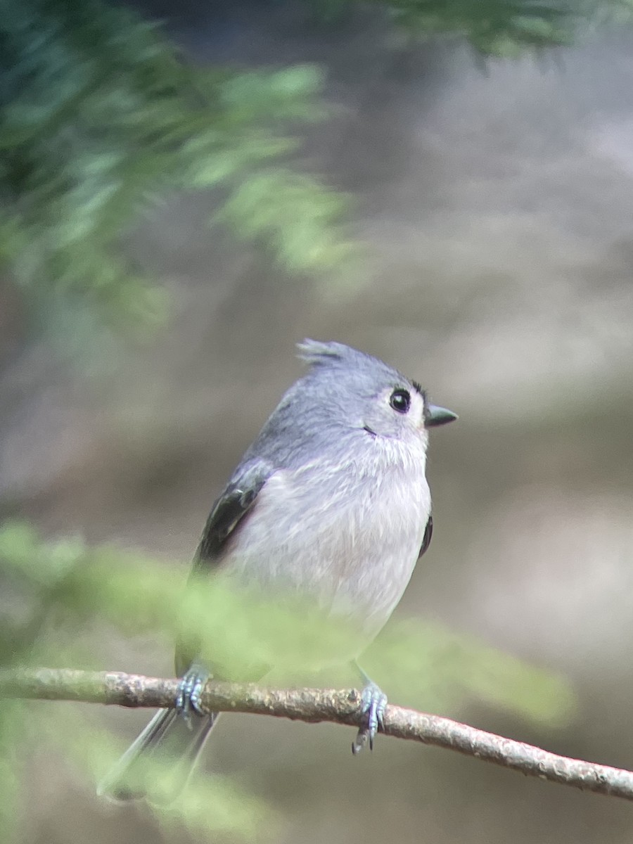 Tufted Titmouse - ML616514135