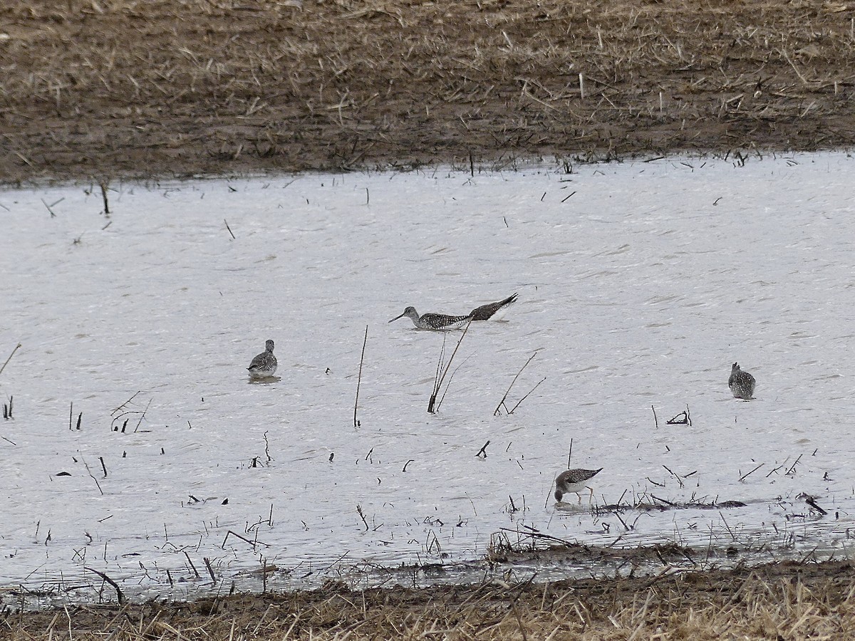 Greater Yellowlegs - ML616514142