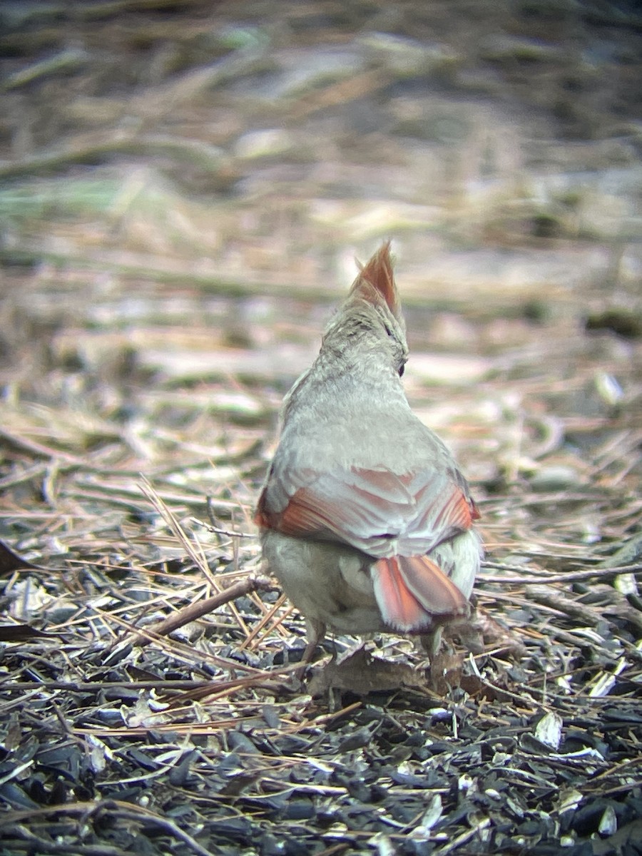 Northern Cardinal - ML616514145