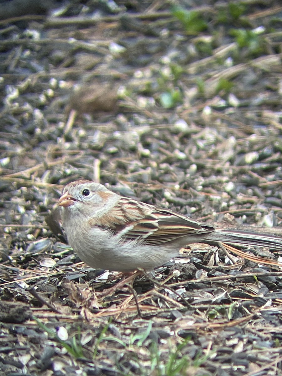 Field Sparrow - ML616514159