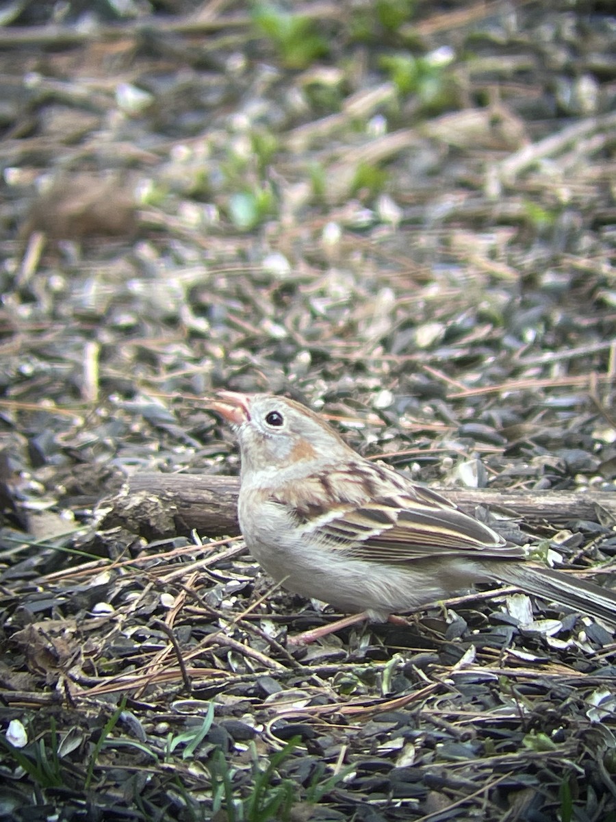 Field Sparrow - ML616514160