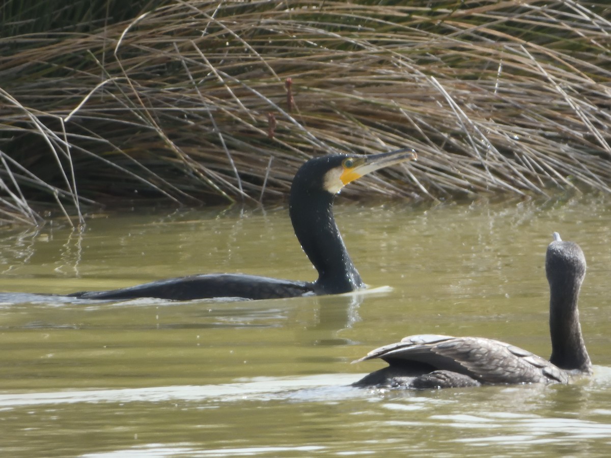 Great Cormorant (Eurasian) - ML616514161