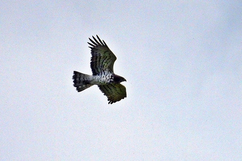 Short-toed Snake-Eagle - ML616514165