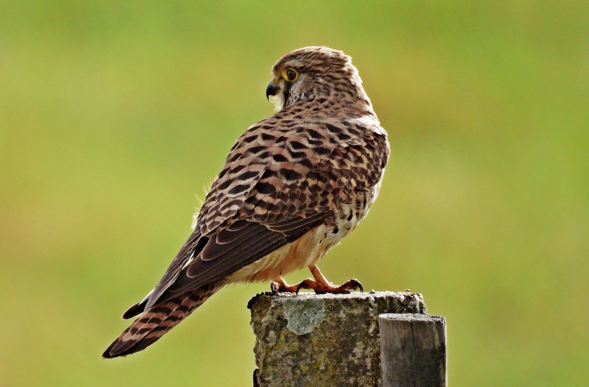 Eurasian Kestrel - ML616514180