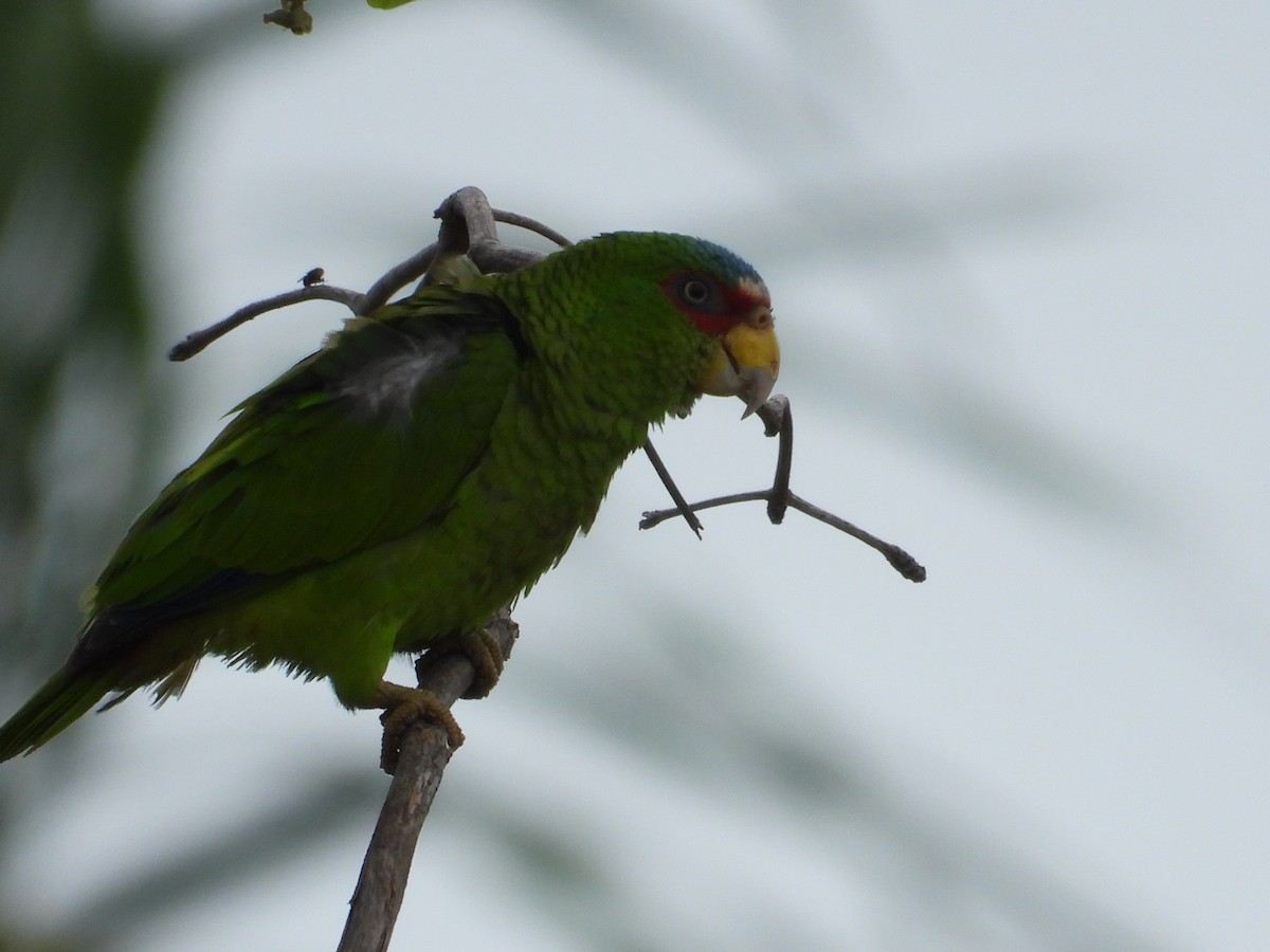 White-fronted Parrot - Mark Donahue