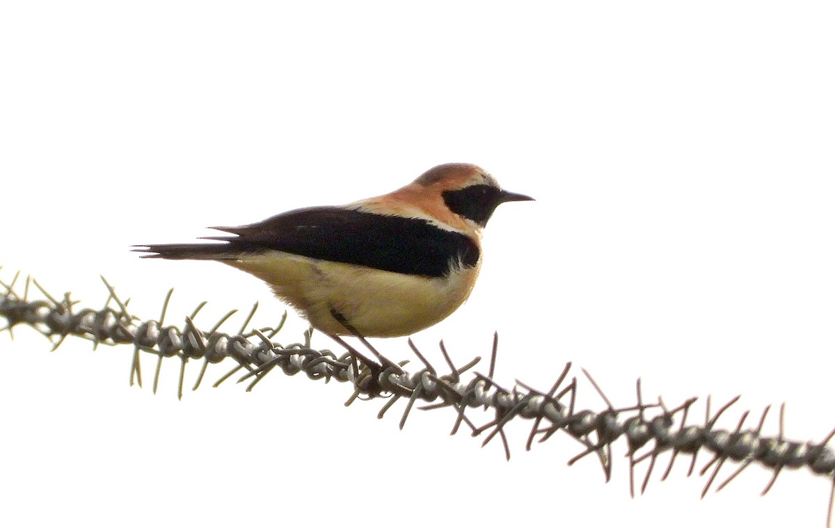 Western Black-eared Wheatear - ML616514186