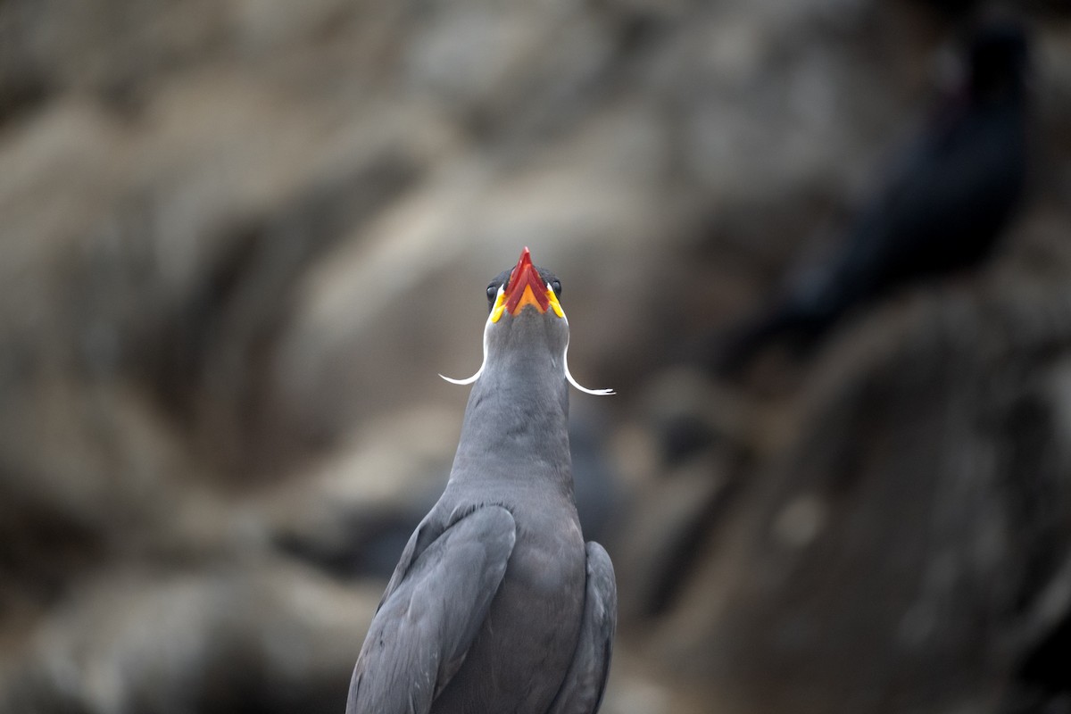 Inca Tern - Joaquín Calderón