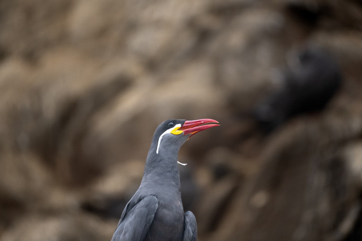 Inca Tern - Joaquín Calderón