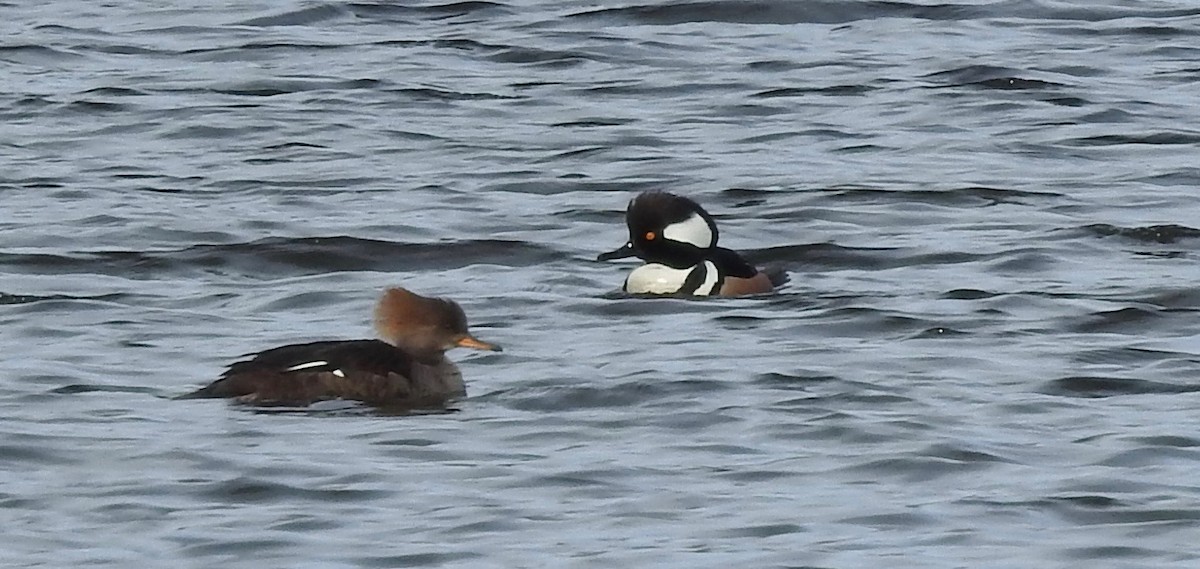 Hooded Merganser - ML616514244