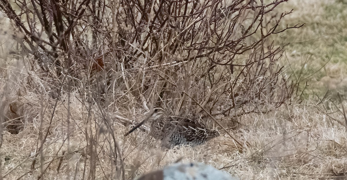 Wilson's Snipe - ML616514306