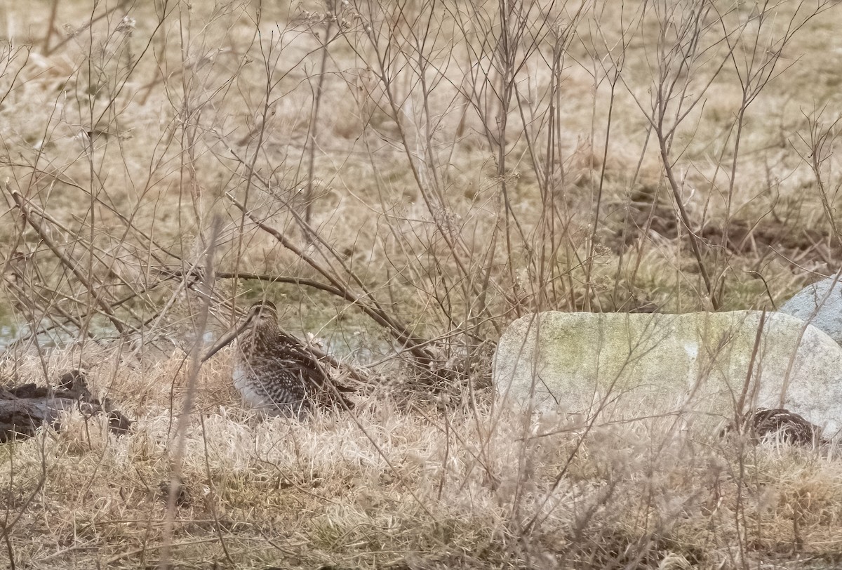 Wilson's Snipe - ML616514307