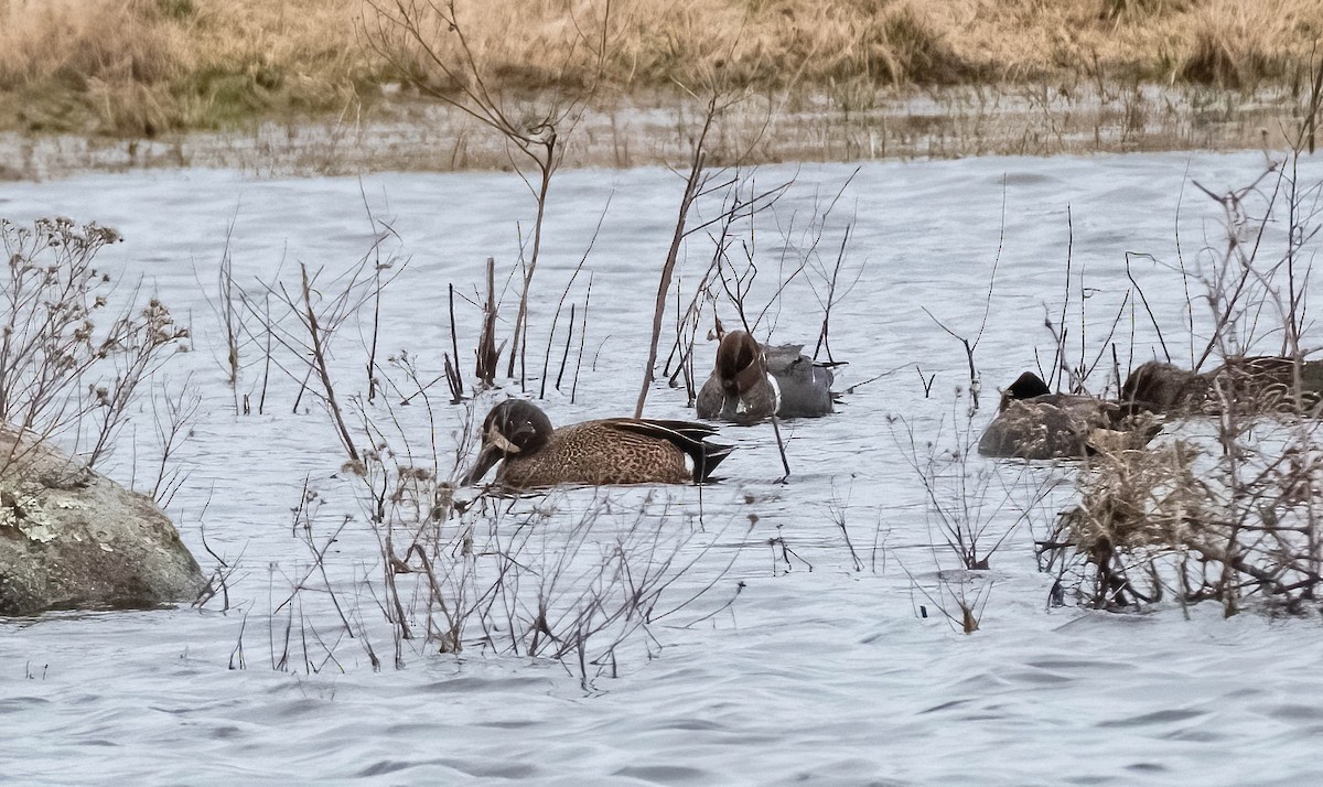 Blue-winged Teal - ML616514321