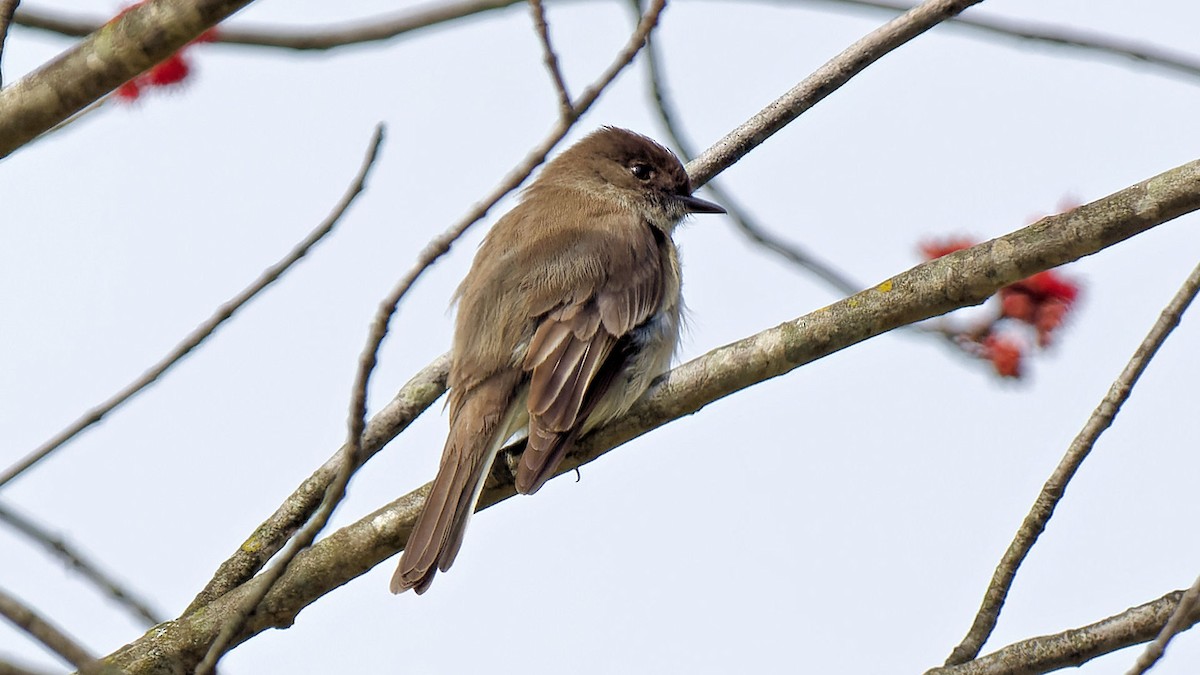 Weißbauch-Phoebetyrann - ML616514363