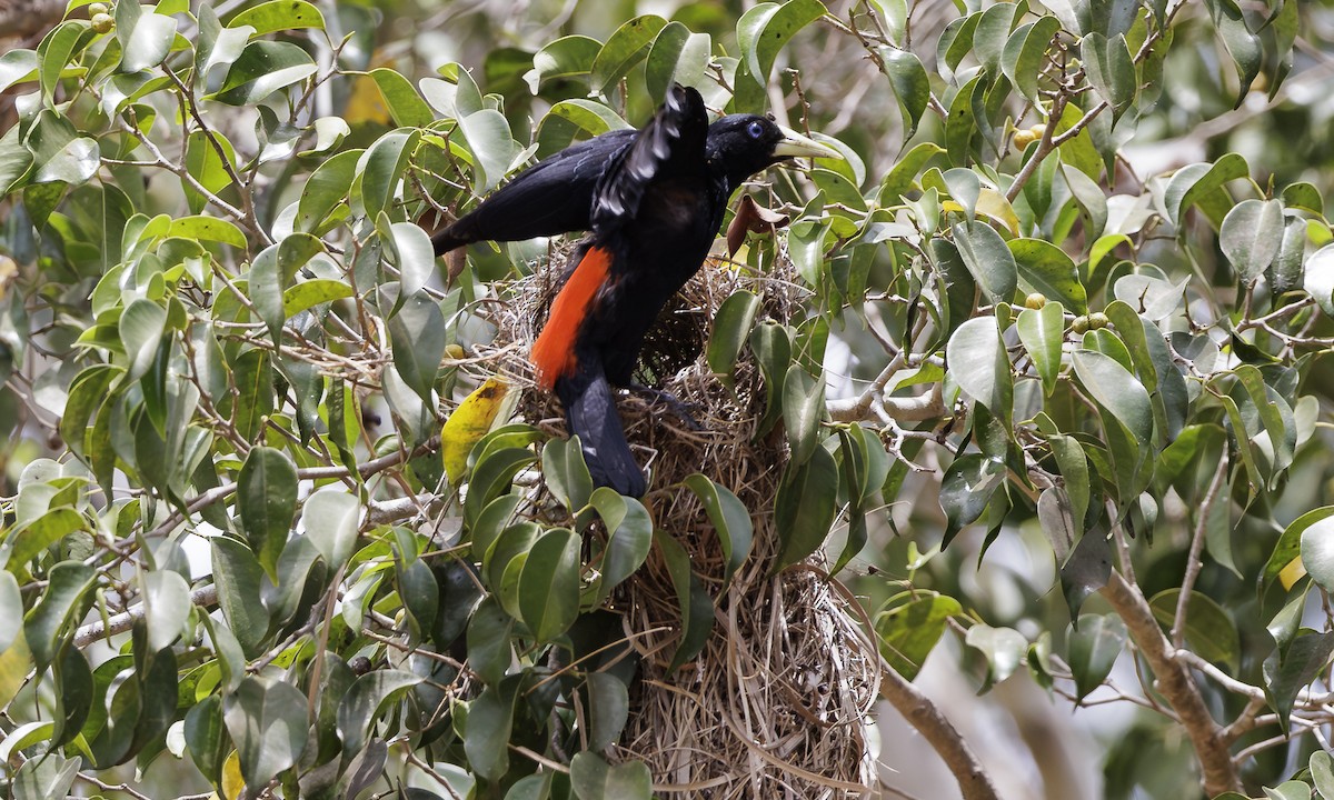 Red-rumped Cacique - Steve Kelling