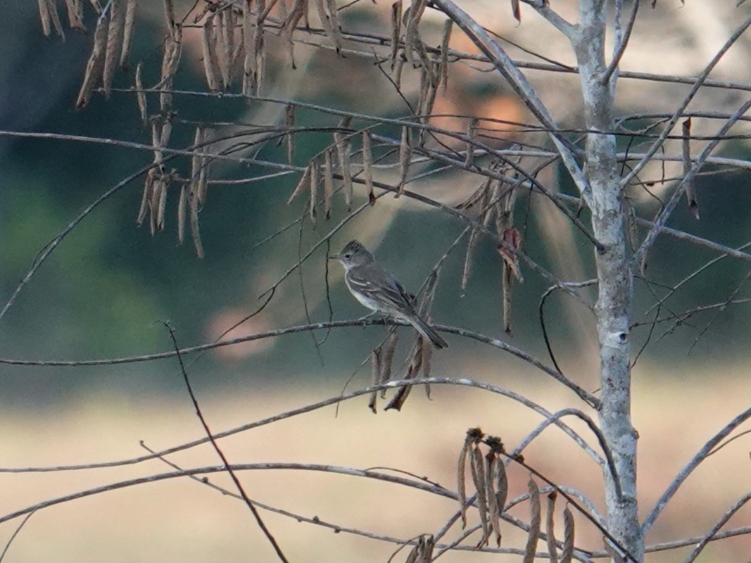 Lesser Elaenia - Steve Kornfeld