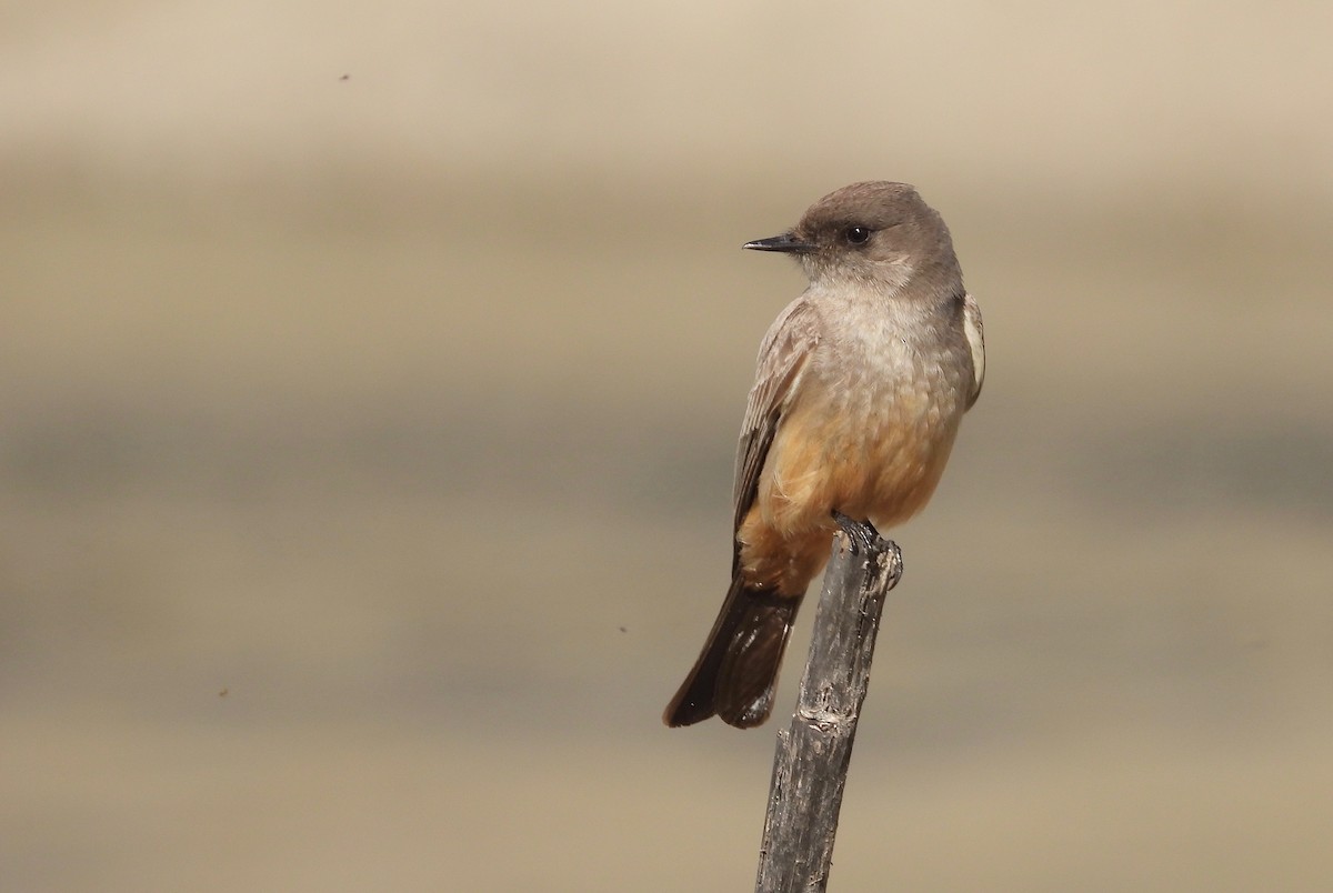 Say's Phoebe - ML616514427