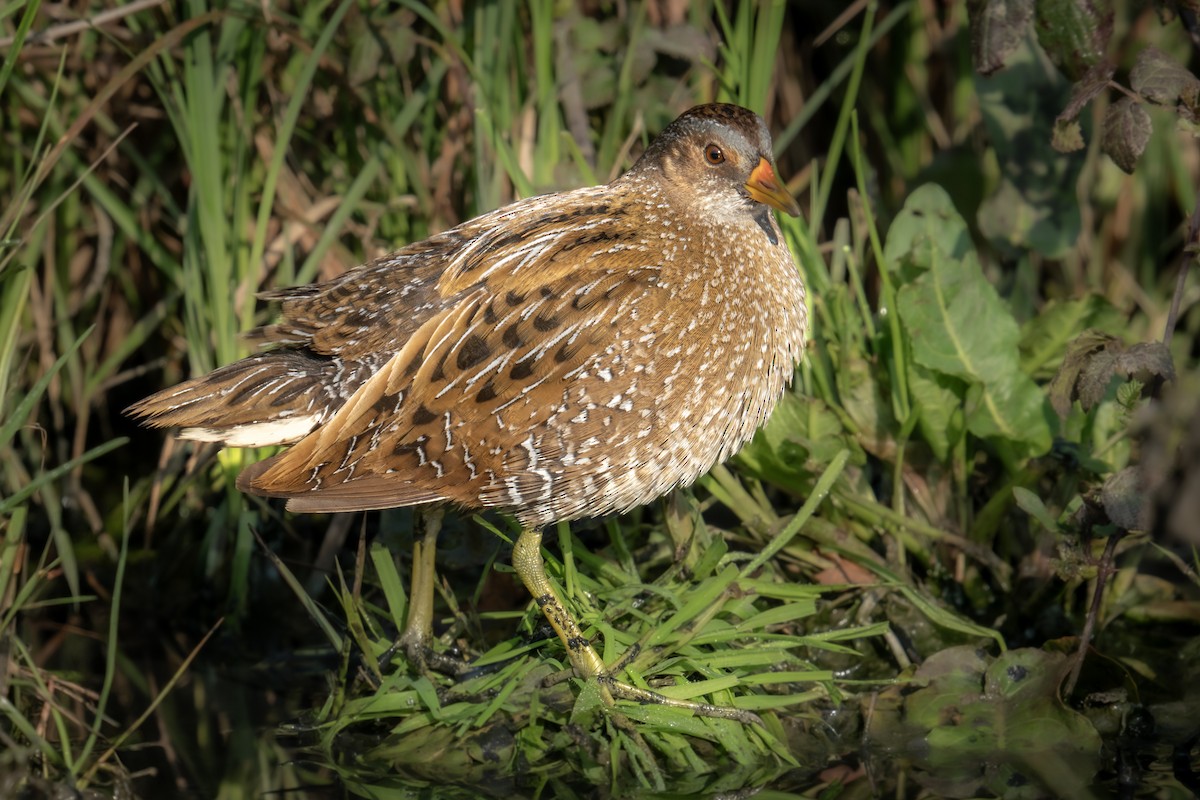 Spotted Crake - ML616514433