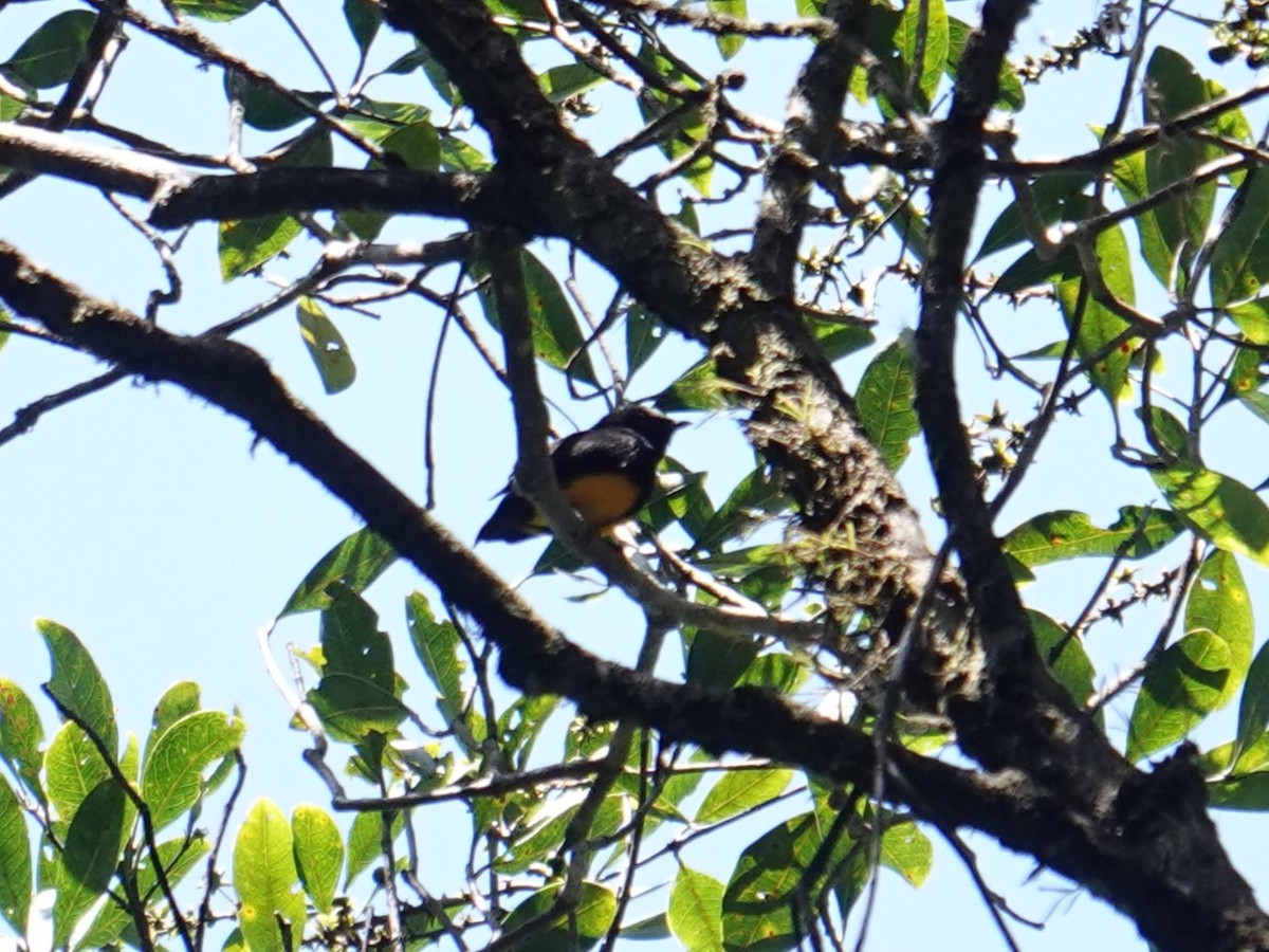 Manakin à ventre orange - ML616514434