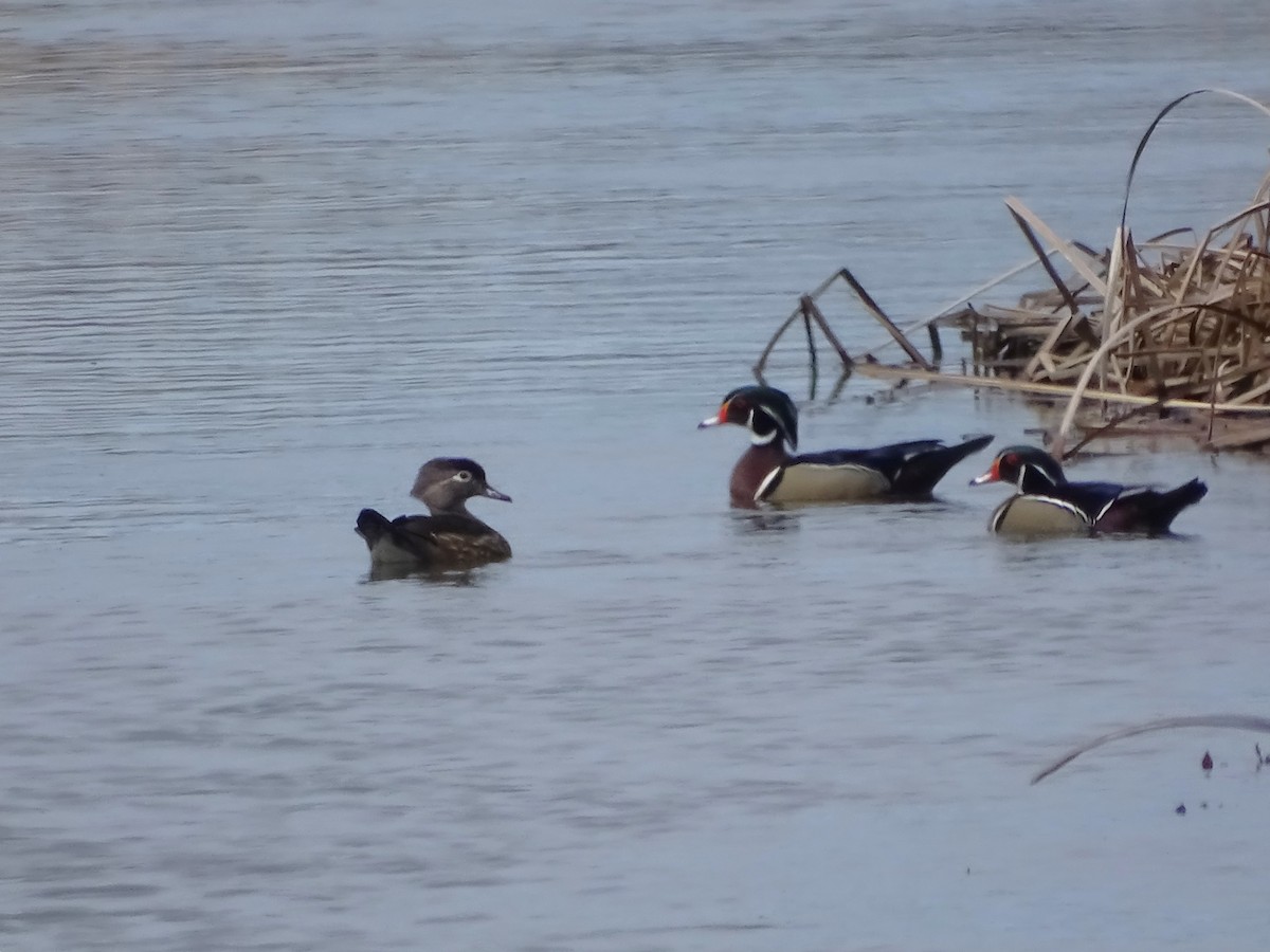 Wood Duck - ML616514440