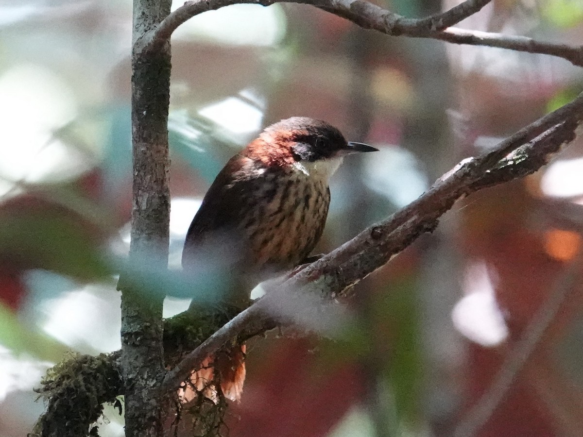 Roraiman Barbtail - Steve Kornfeld