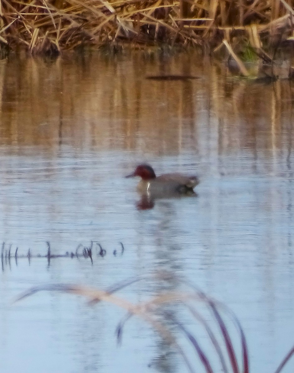 Green-winged Teal (American) - ML616514445