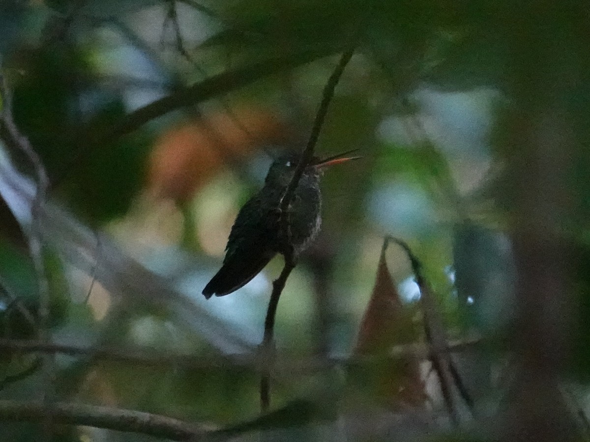 Velvet-browed Brilliant - ML616514453