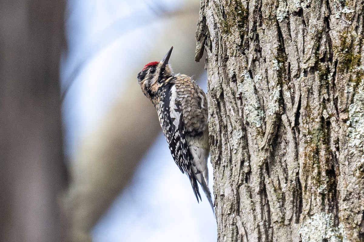 Yellow-bellied Sapsucker - Barry Marsh