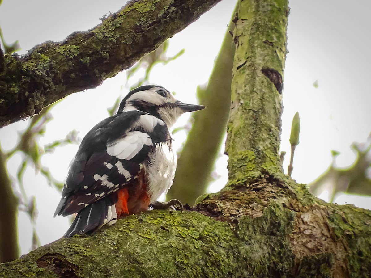 Great Spotted Woodpecker - ML616514486