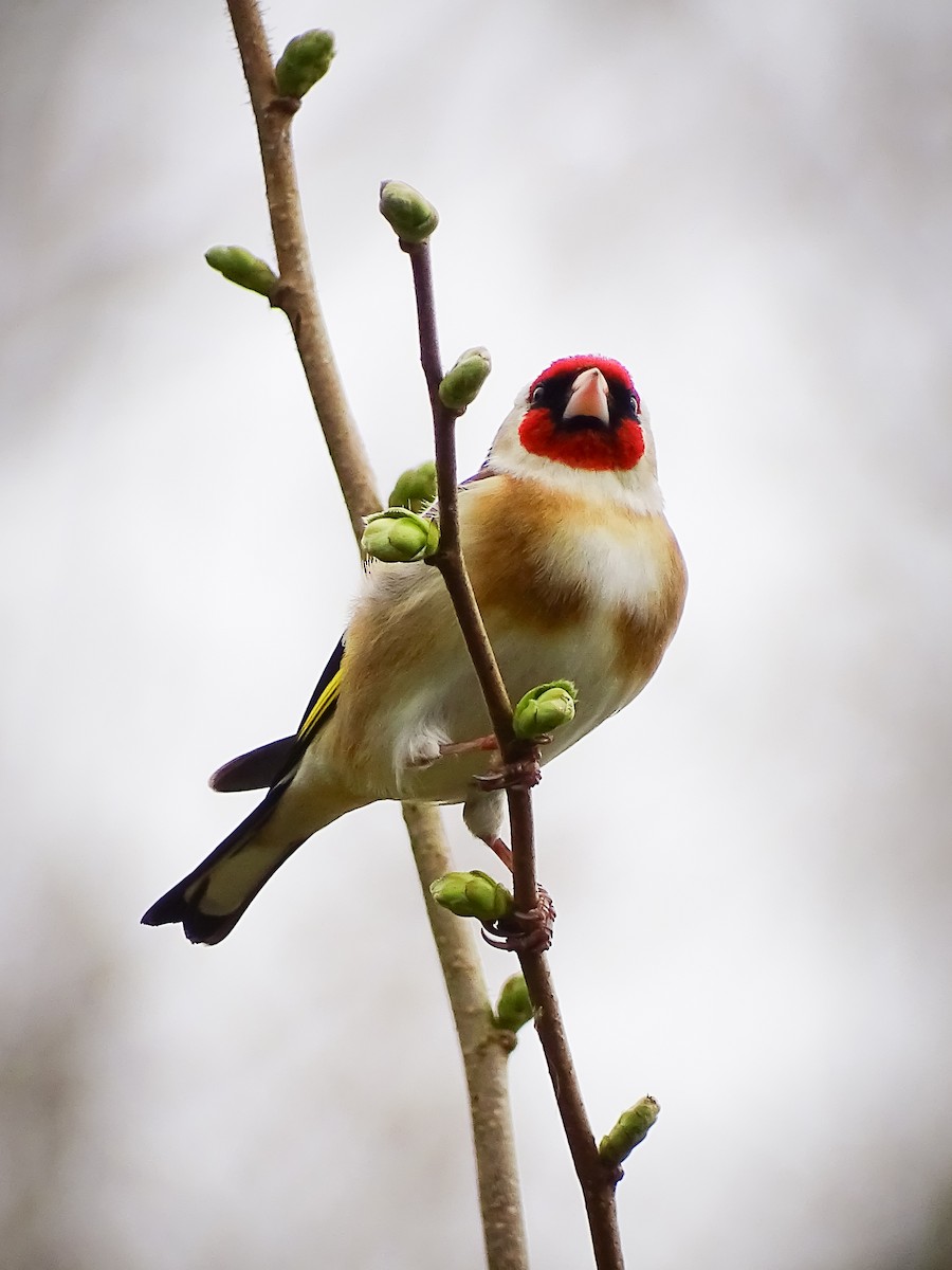 European Goldfinch - ML616514532