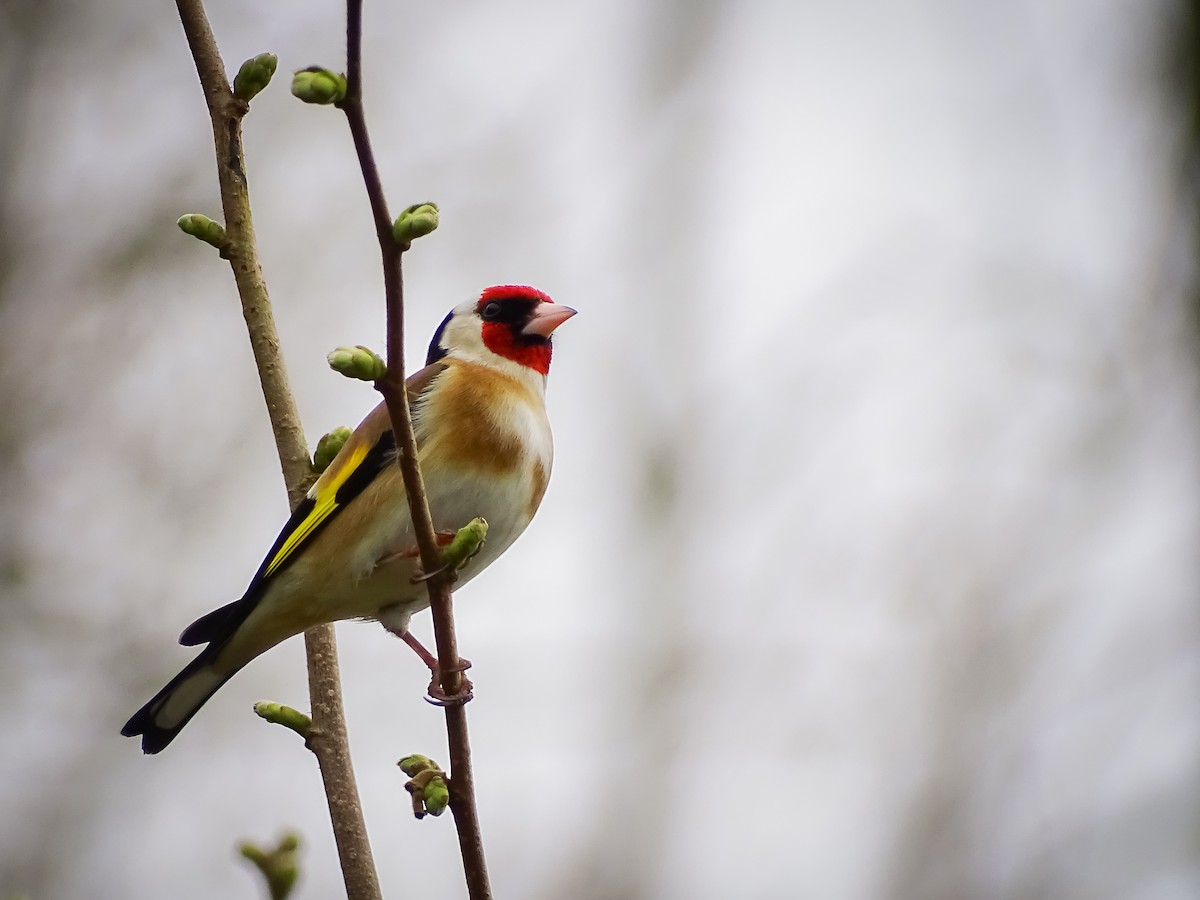European Goldfinch - ML616514533