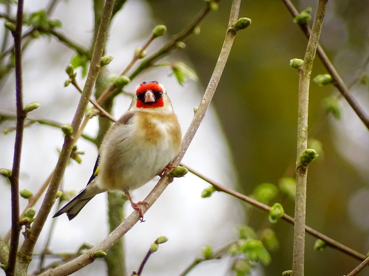 European Goldfinch - ML616514534