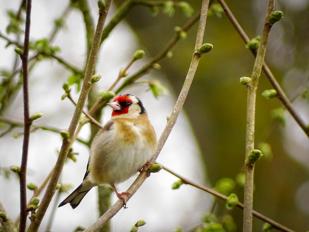 European Goldfinch - ML616514535