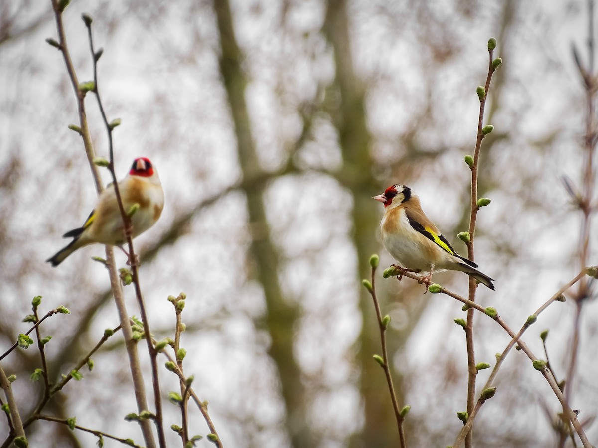 European Goldfinch - ML616514537