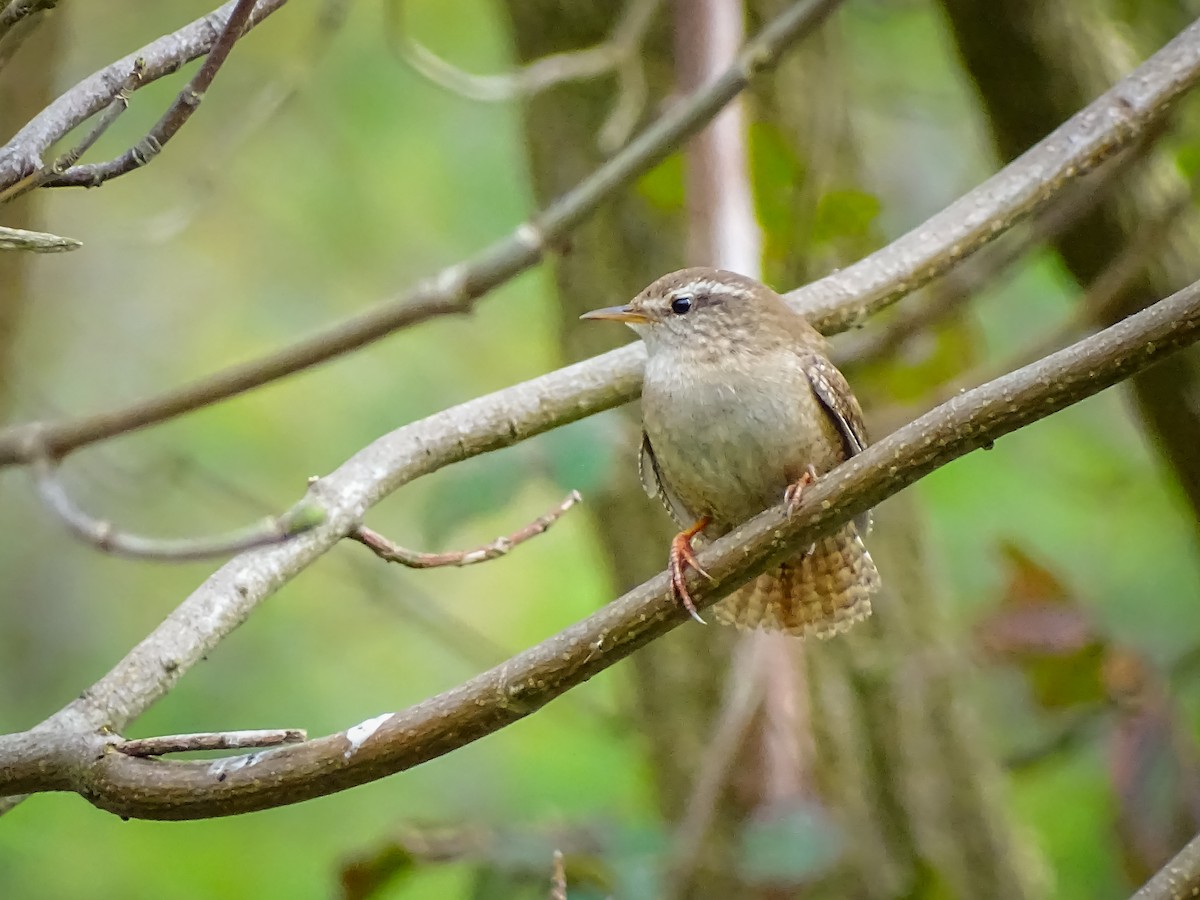 Eurasian Wren - ML616514569