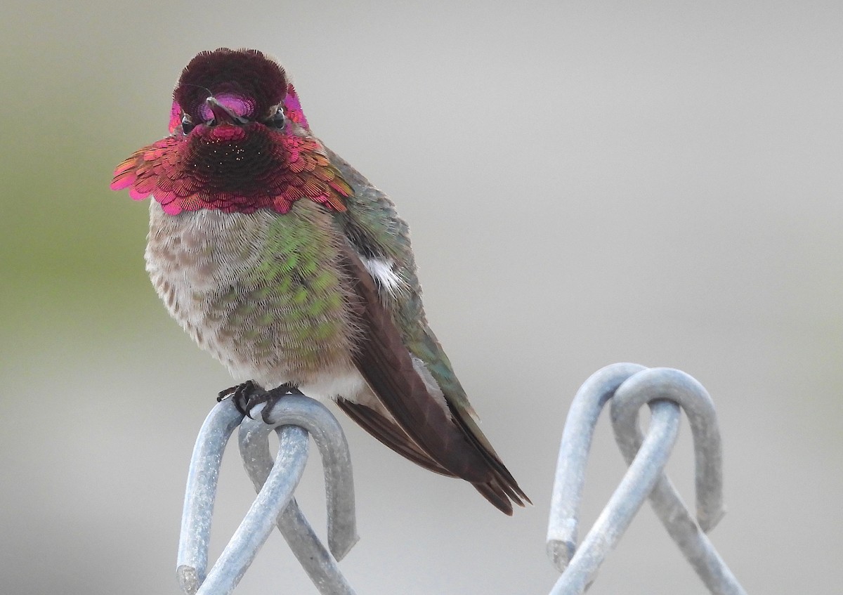 Anna's Hummingbird - Kurt Wahl