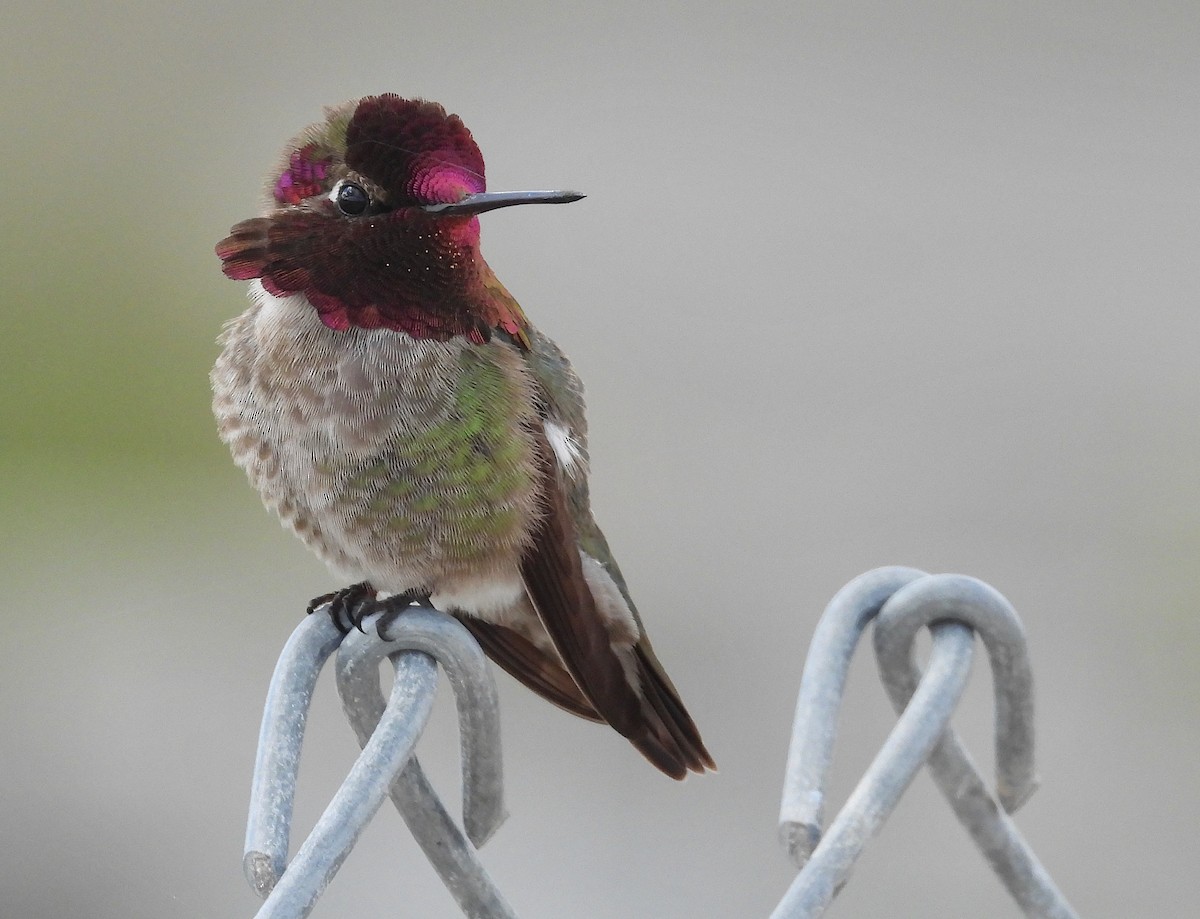 Anna's Hummingbird - ML616514575