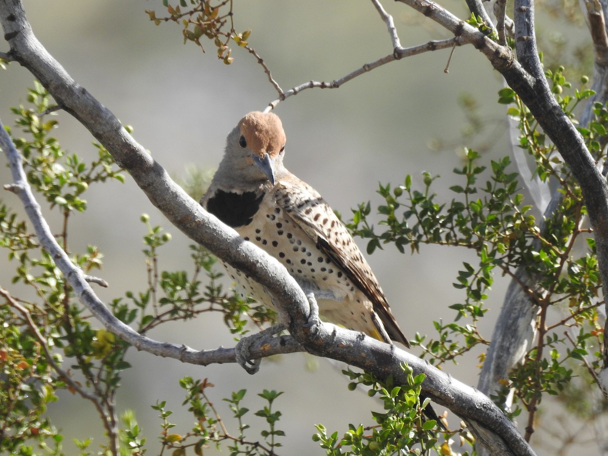 Gilded Flicker - Tom Dudones