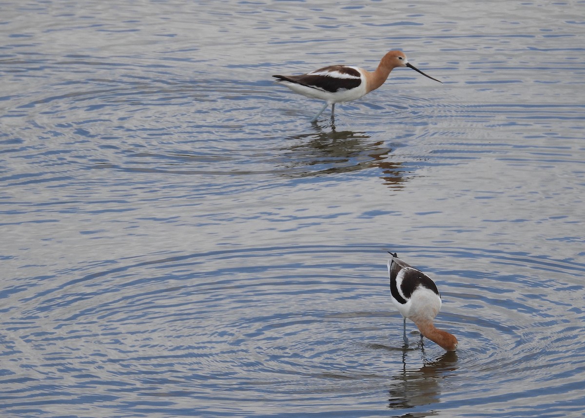 Avocette d'Amérique - ML616514616